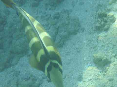 Big fish in Hanauma Bay Oahu